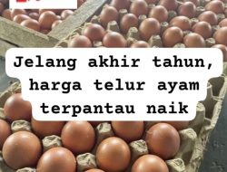 Jelang akhir tahun, harga telur ayam terpantau naik
