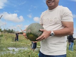 Jufri Budiman kunjungi Kelompok tani Saroan di Juata Kerikil, hasil panen Semangka dan Melon terbilang sukses