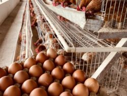 Kaltara Krisis Pasokan Telur, DPRD Desak Intervensi Pemerintah Atasi Defisit 23 Ribu Ton     i