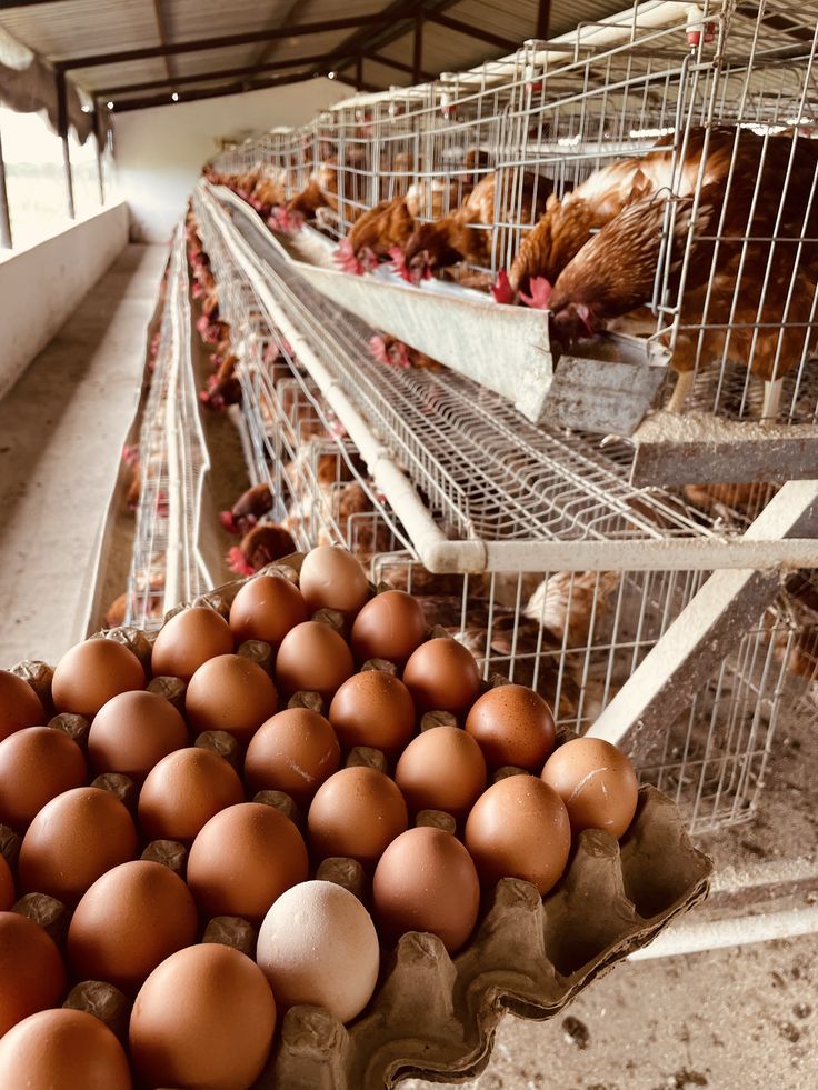 Kaltara Krisis Pasokan Telur, DPRD Desak Intervensi Pemerintah Atasi Defisit 23 Ribu Ton     i